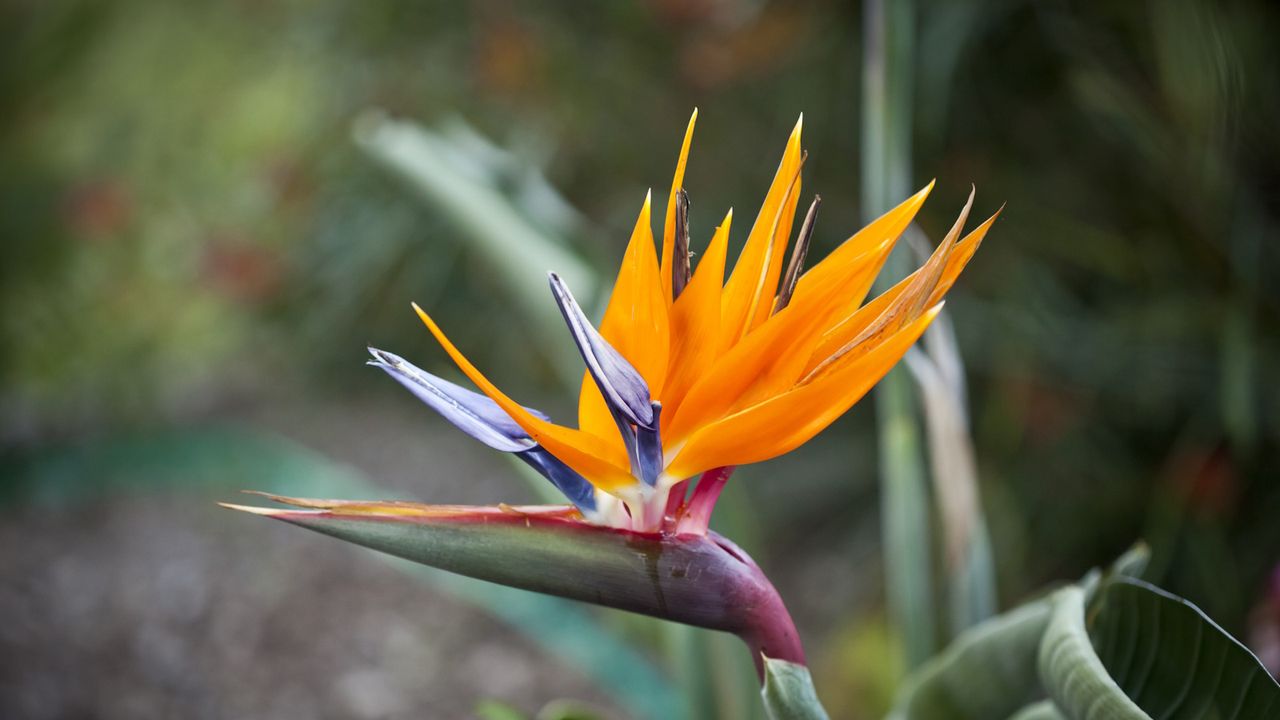 Strelitzia, bird of paradise, in flower