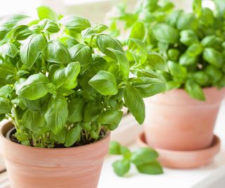 basil in pots