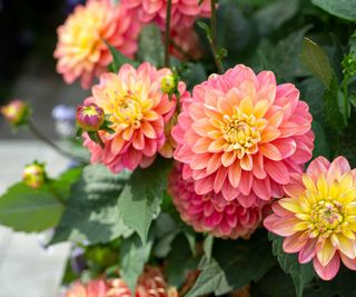 dahlias