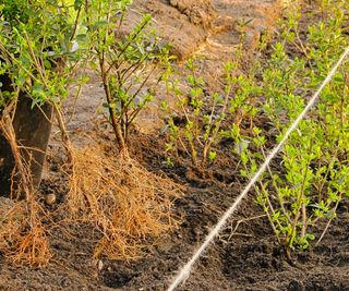 Planting bare root shrubs for hedging
