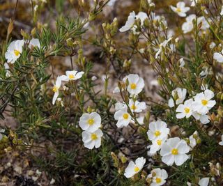 Cistus, rockrose, with white blooms in a garden