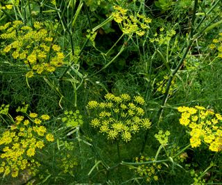 Yellow fennel foliage