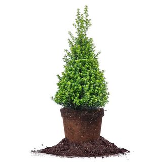 Japanese Holly Bush in topiary form