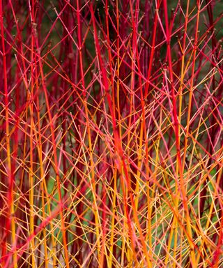 Cornus sanguinea ‘Midwinter Fire’