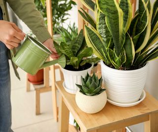 watering houseplants