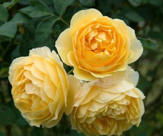 Yellow roses in bloom
