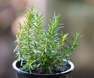 rosemary in a pot